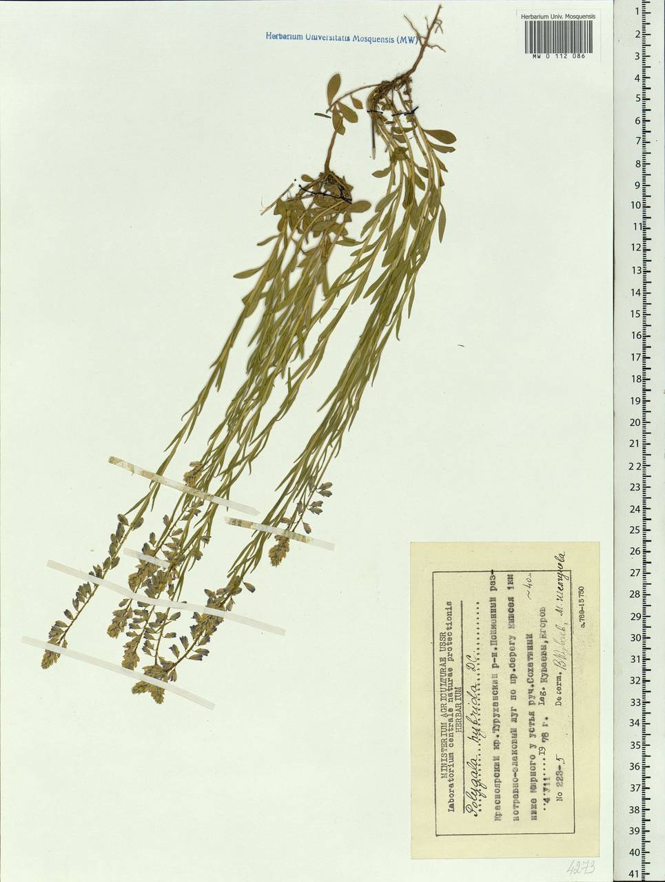 Polygala comosa subsp. comosa, Siberia, Central Siberia (S3) (Russia)