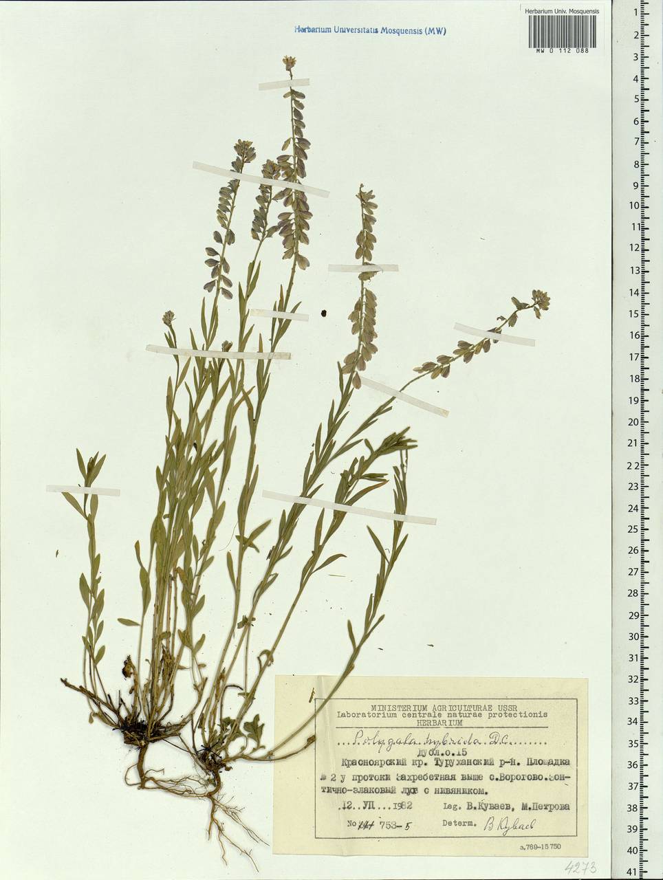 Polygala comosa subsp. comosa, Siberia, Central Siberia (S3) (Russia)