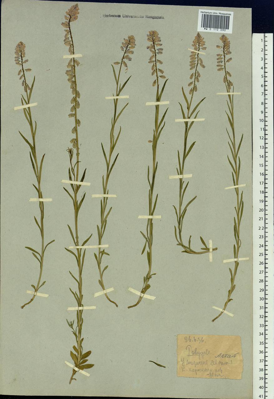 Polygala comosa subsp. comosa, Siberia, Western (Kazakhstan) Altai Mountains (S2a) (Kazakhstan)