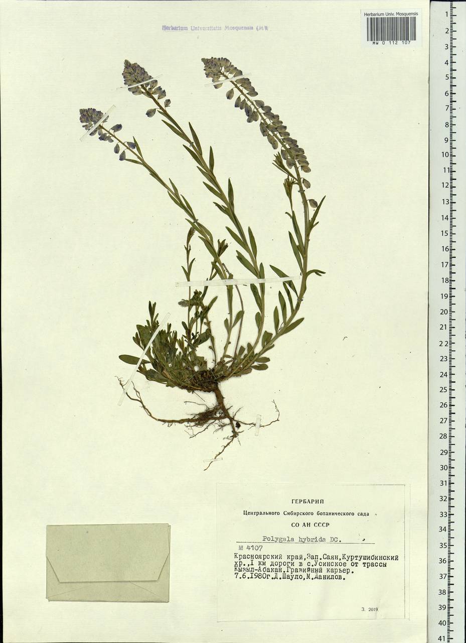 Polygala comosa subsp. comosa, Siberia, Altai & Sayany Mountains (S2) (Russia)
