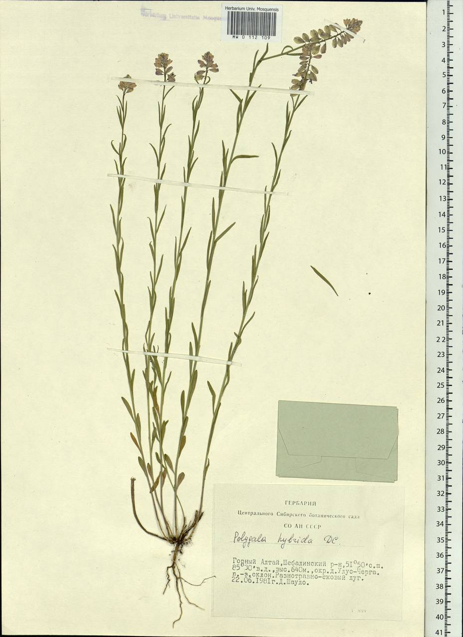 Polygala comosa subsp. comosa, Siberia, Altai & Sayany Mountains (S2) (Russia)