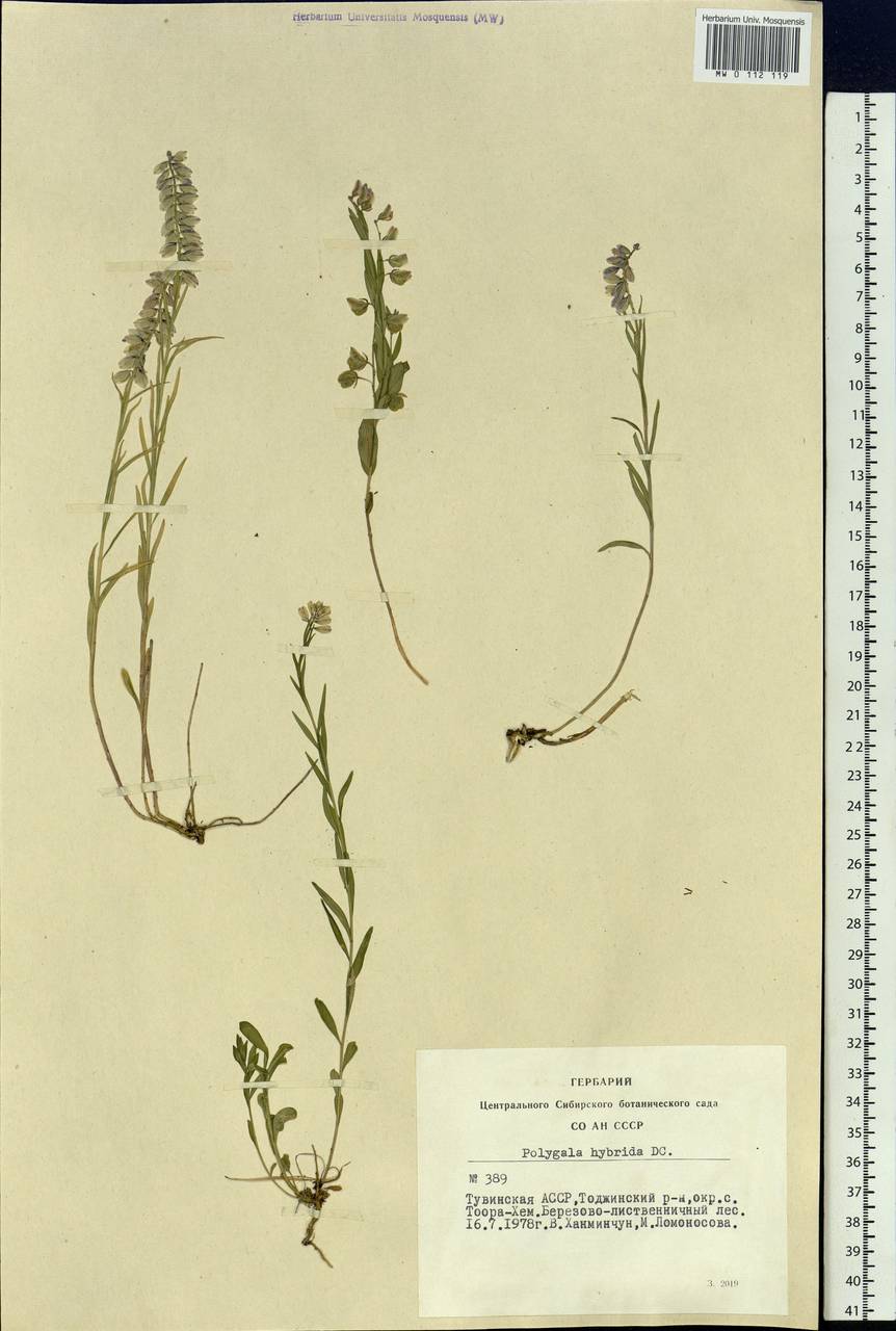Polygala comosa subsp. comosa, Siberia, Altai & Sayany Mountains (S2) (Russia)