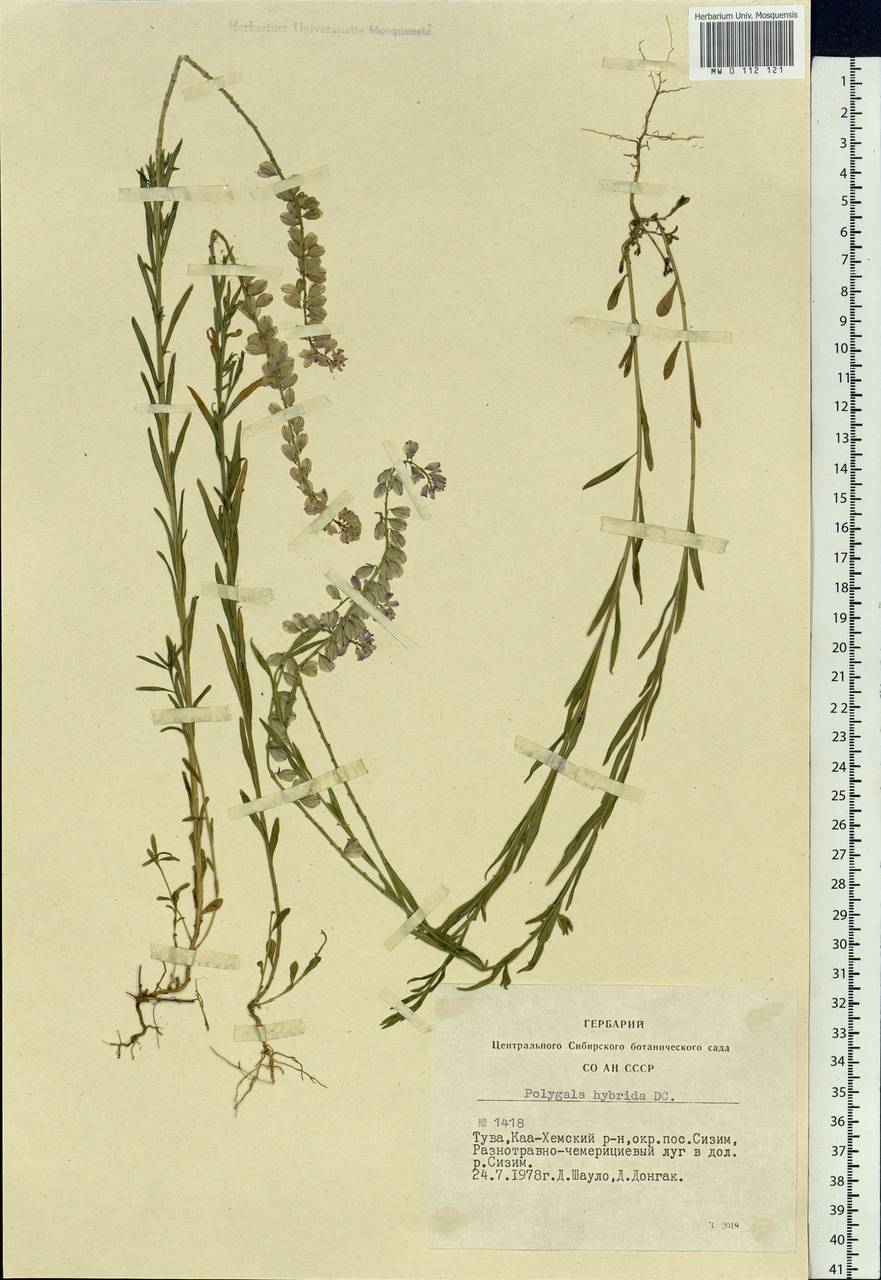 Polygala comosa subsp. comosa, Siberia, Altai & Sayany Mountains (S2) (Russia)
