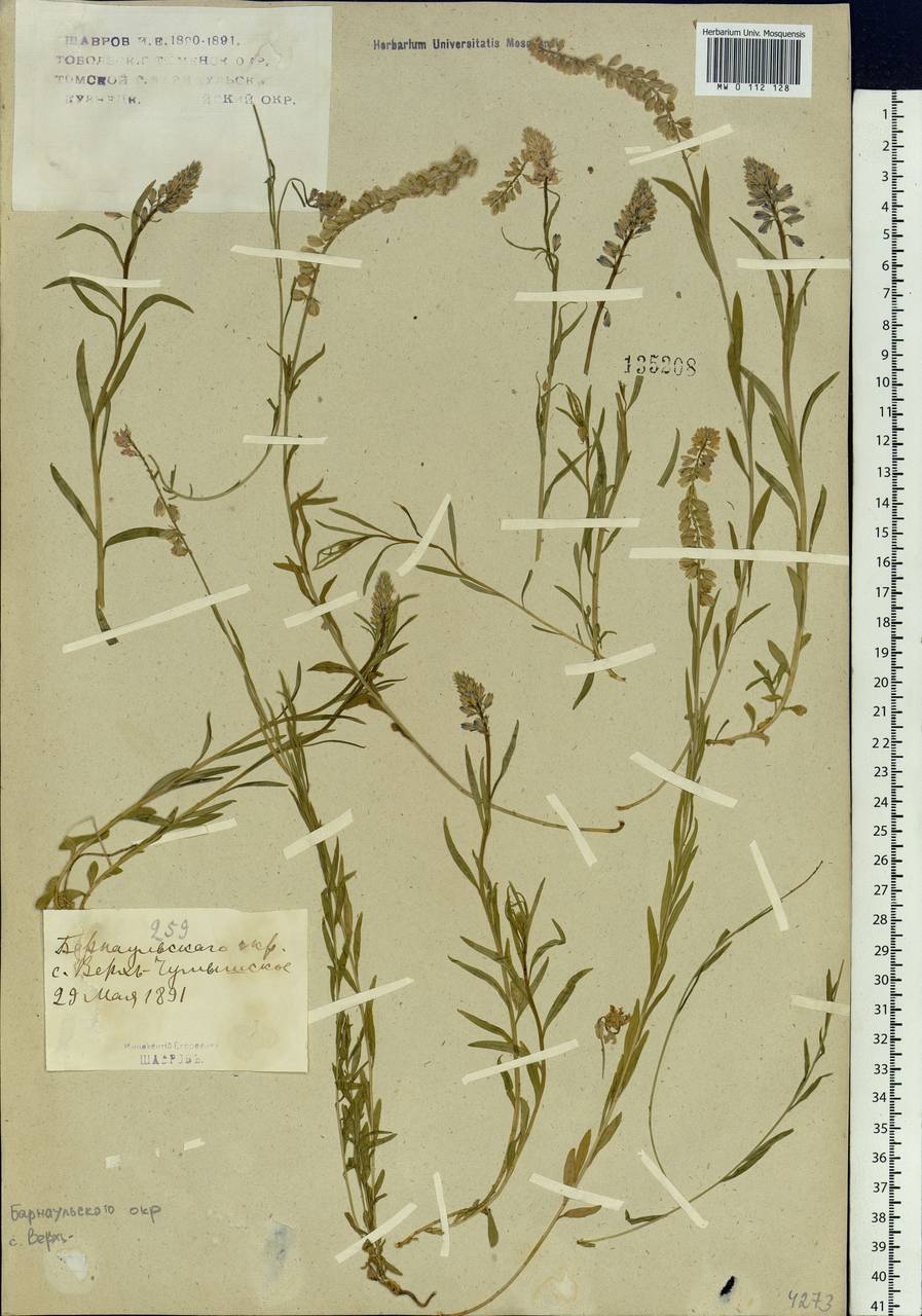 Polygala comosa subsp. comosa, Siberia, Altai & Sayany Mountains (S2) (Russia)