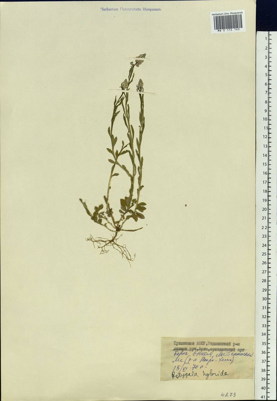 Polygala comosa subsp. comosa, Siberia, Altai & Sayany Mountains (S2) (Russia)