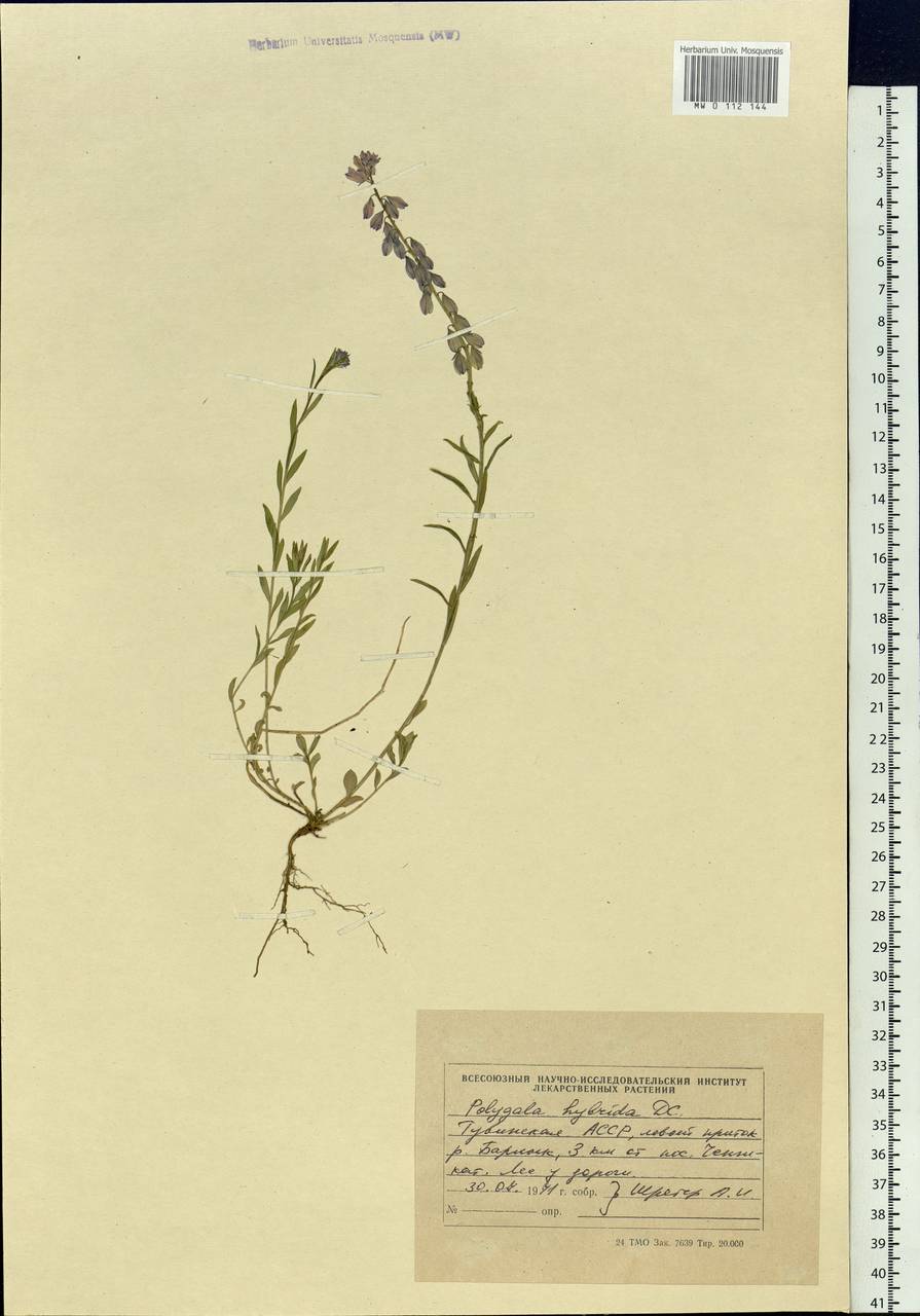 Polygala comosa subsp. comosa, Siberia, Altai & Sayany Mountains (S2) (Russia)