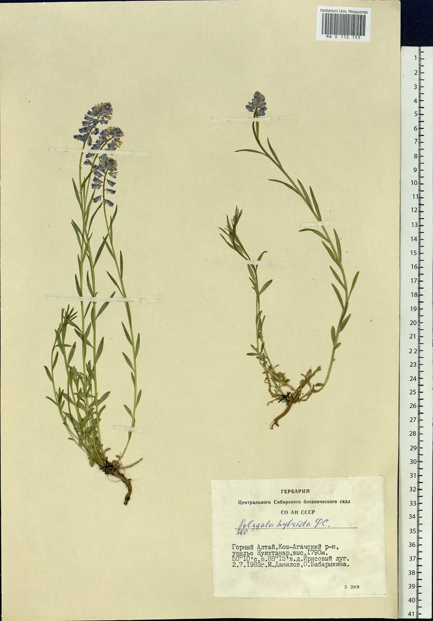 Polygala comosa subsp. comosa, Siberia, Altai & Sayany Mountains (S2) (Russia)