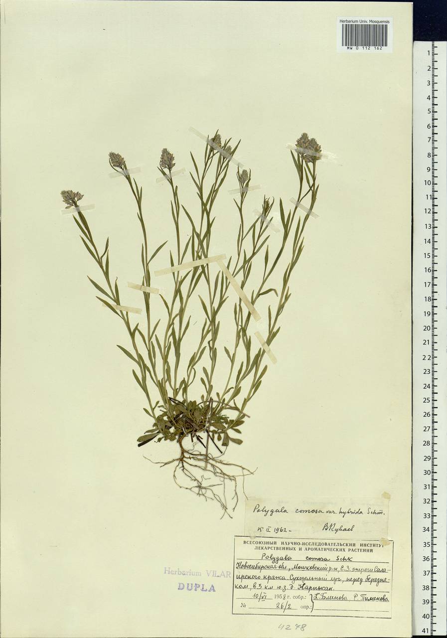 Polygala comosa subsp. comosa, Siberia, Western Siberia (S1) (Russia)