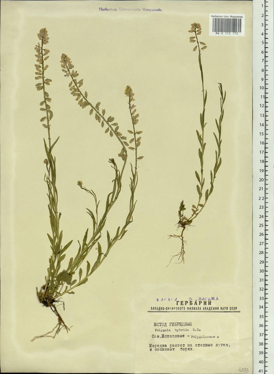 Polygala comosa subsp. comosa, Siberia, Western Siberia (S1) (Russia)
