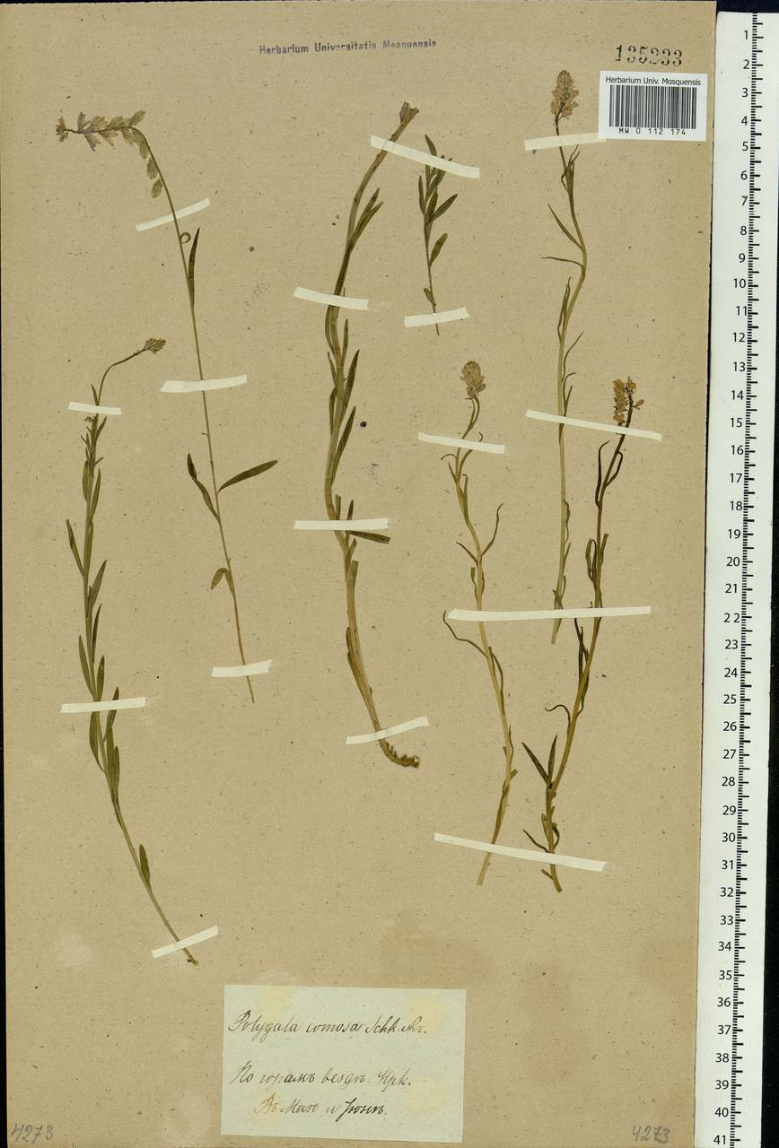 Polygala comosa Schkuhr, Siberia, Baikal & Transbaikal region (S4) (Russia)