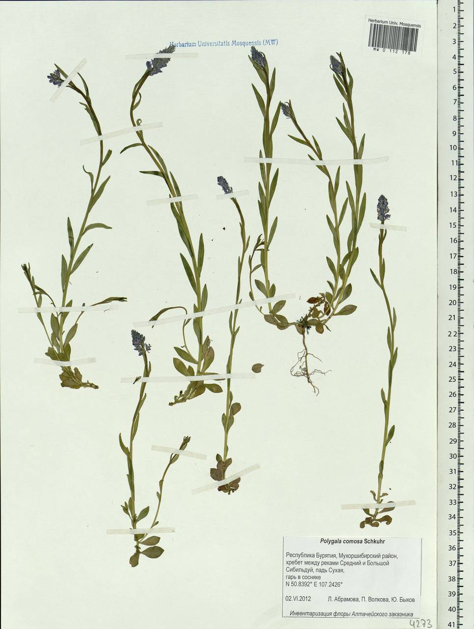 Polygala comosa Schkuhr, Siberia, Baikal & Transbaikal region (S4) (Russia)