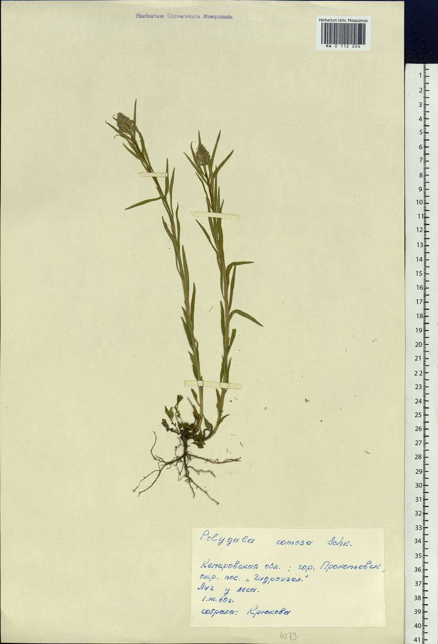 Polygala comosa Schkuhr, Siberia, Altai & Sayany Mountains (S2) (Russia)