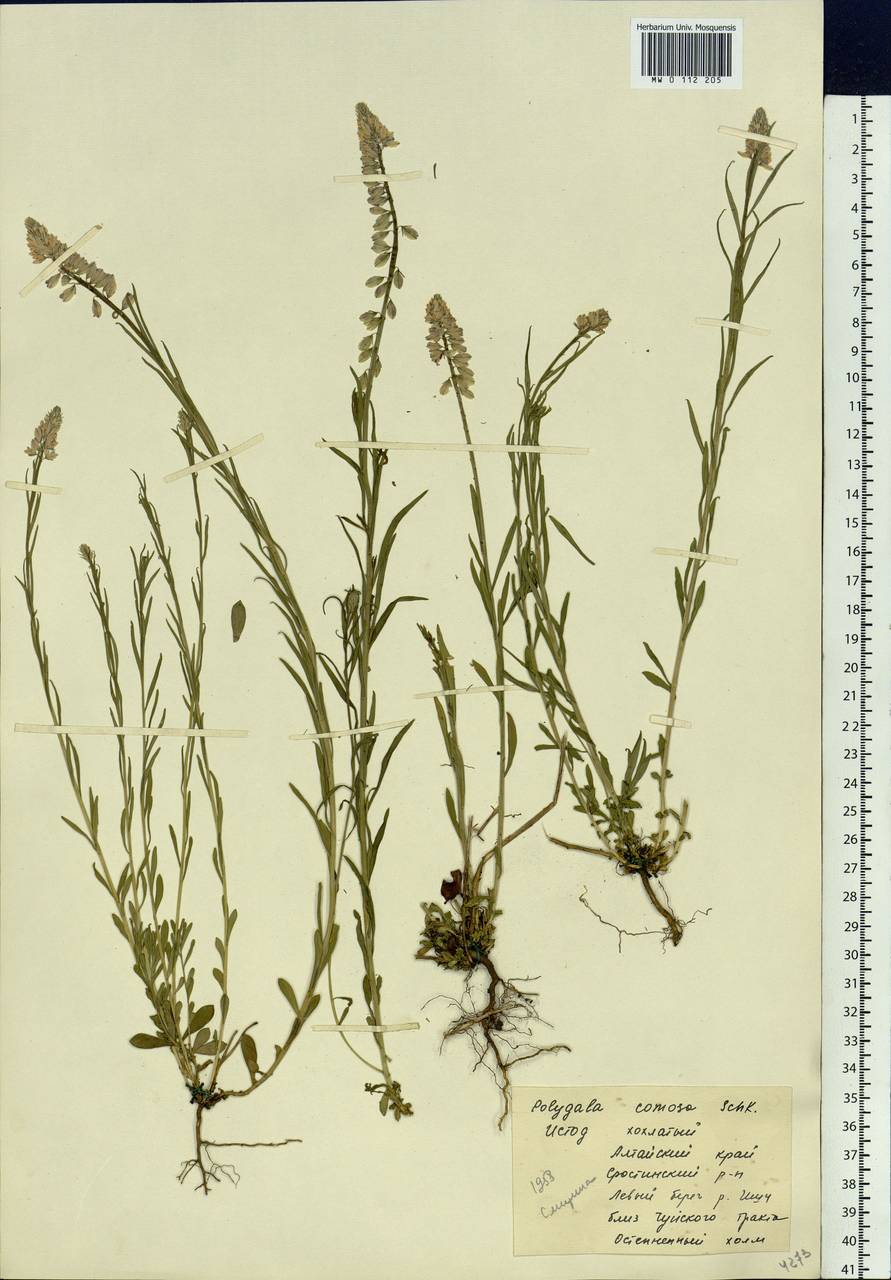 Polygala comosa Schkuhr, Siberia, Altai & Sayany Mountains (S2) (Russia)