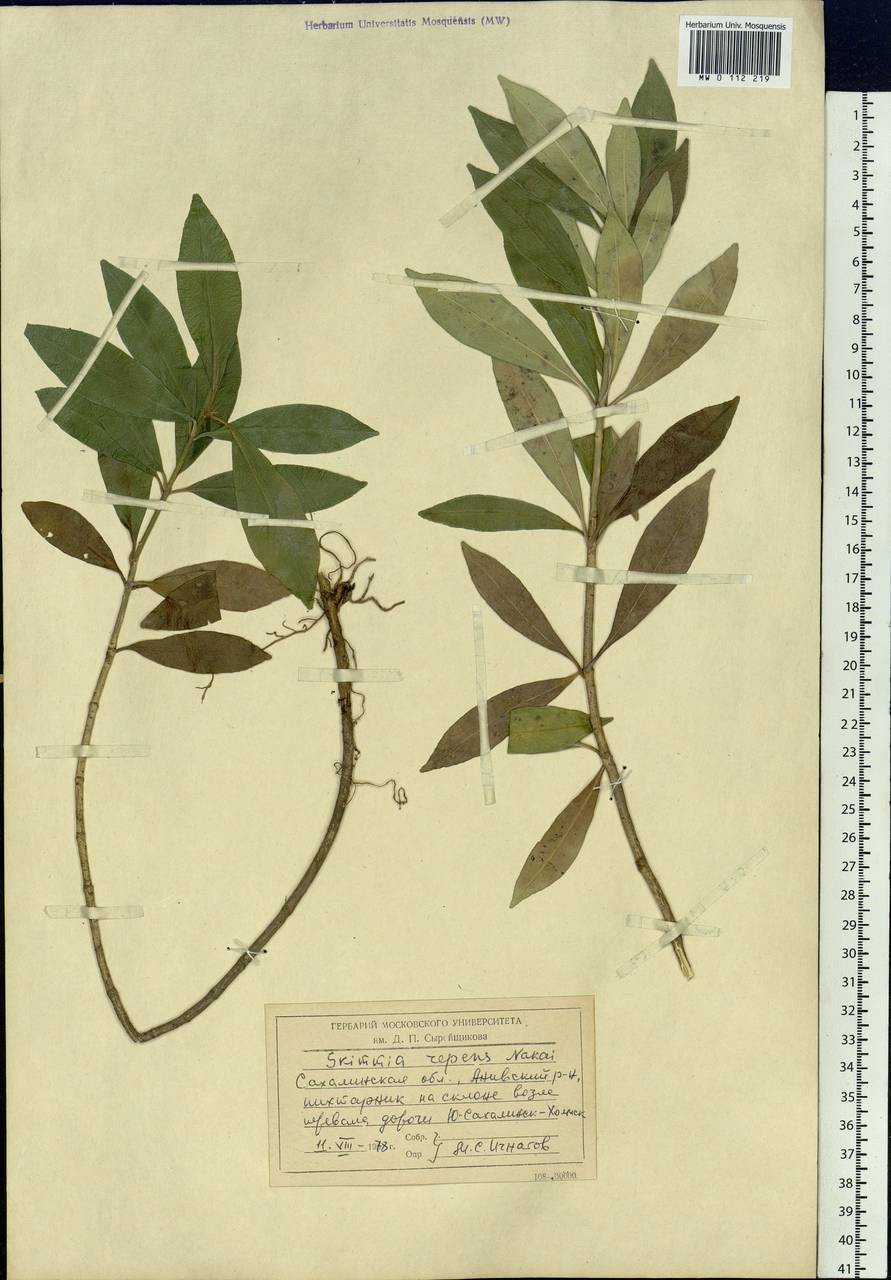 Skimmia japonica var. intermedia Komatsu, Siberia, Russian Far East (S6) (Russia)