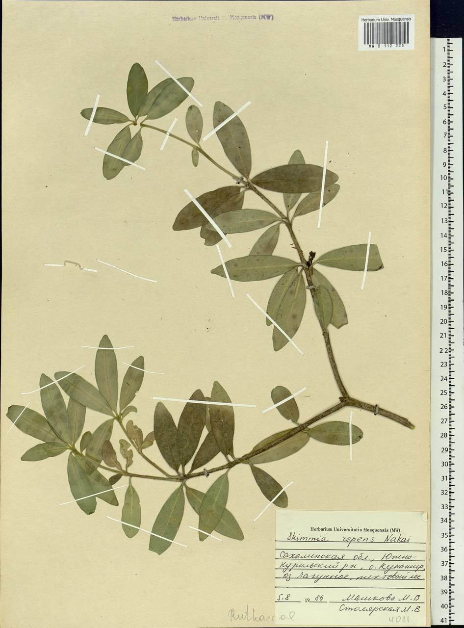 Skimmia japonica var. intermedia Komatsu, Siberia, Russian Far East (S6) (Russia)