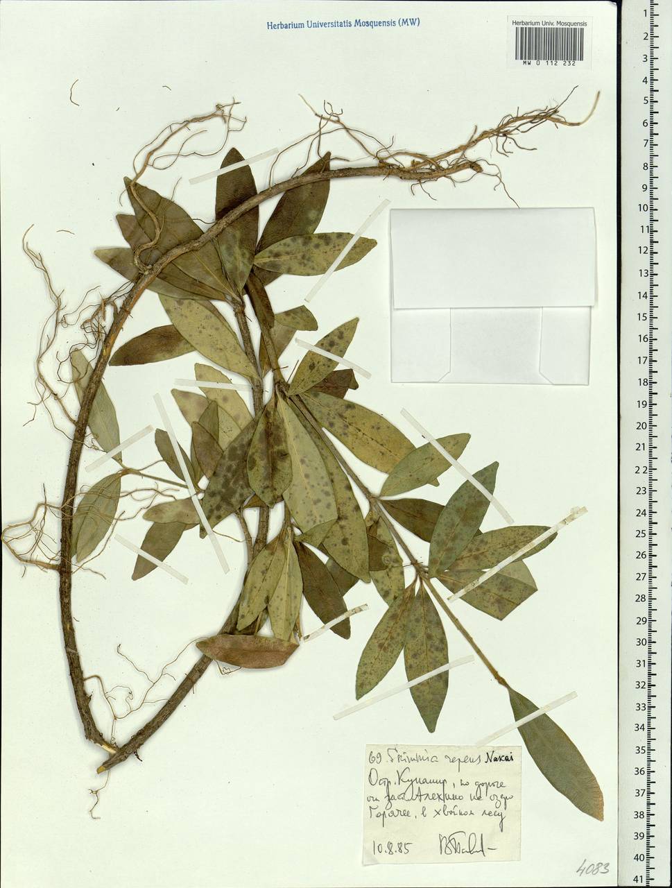 Skimmia japonica var. intermedia Komatsu, Siberia, Russian Far East (S6) (Russia)