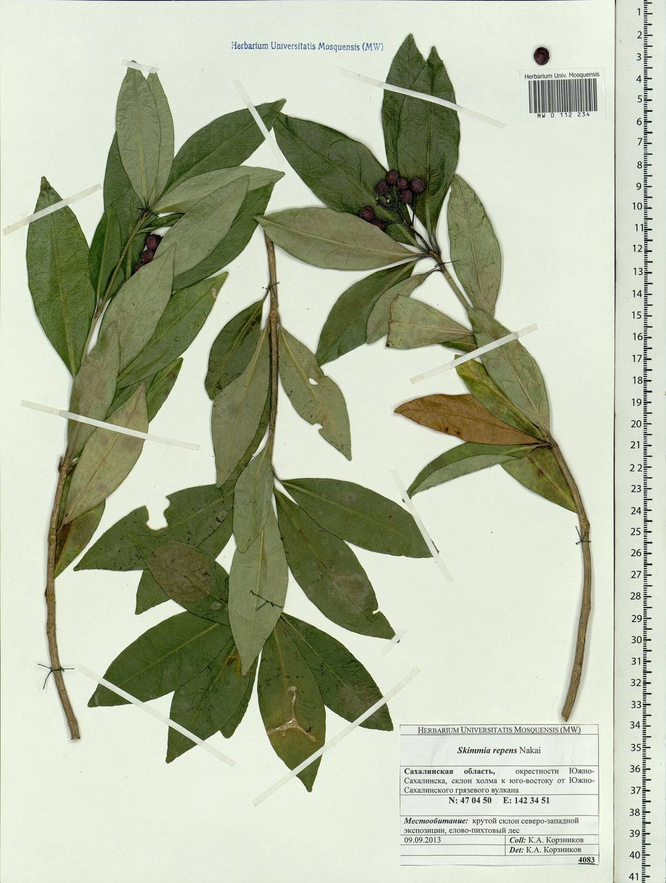 Skimmia japonica var. intermedia Komatsu, Siberia, Russian Far East (S6) (Russia)