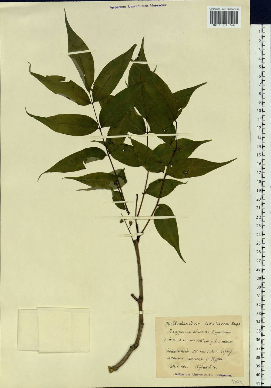 Phellodendron amurense Rupr., Siberia, Russian Far East (S6) (Russia)