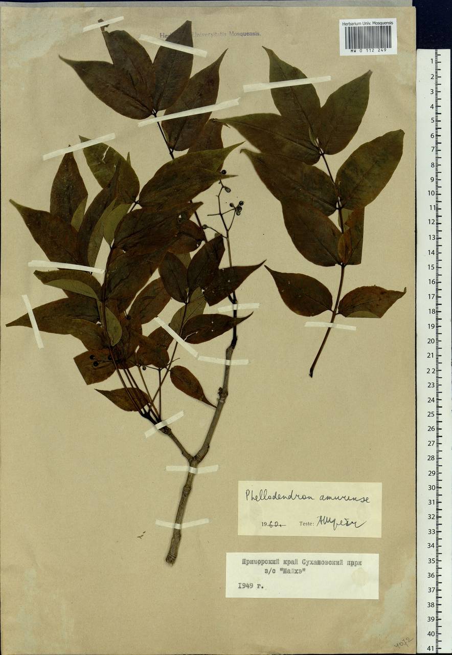 Phellodendron amurense Rupr., Siberia, Russian Far East (S6) (Russia)