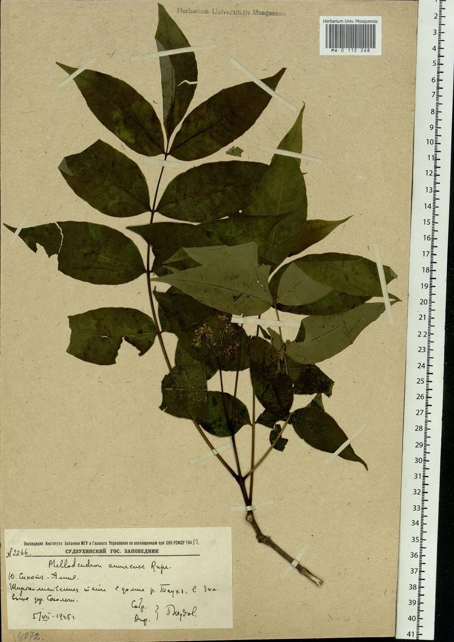 Phellodendron amurense Rupr., Siberia, Russian Far East (S6) (Russia)