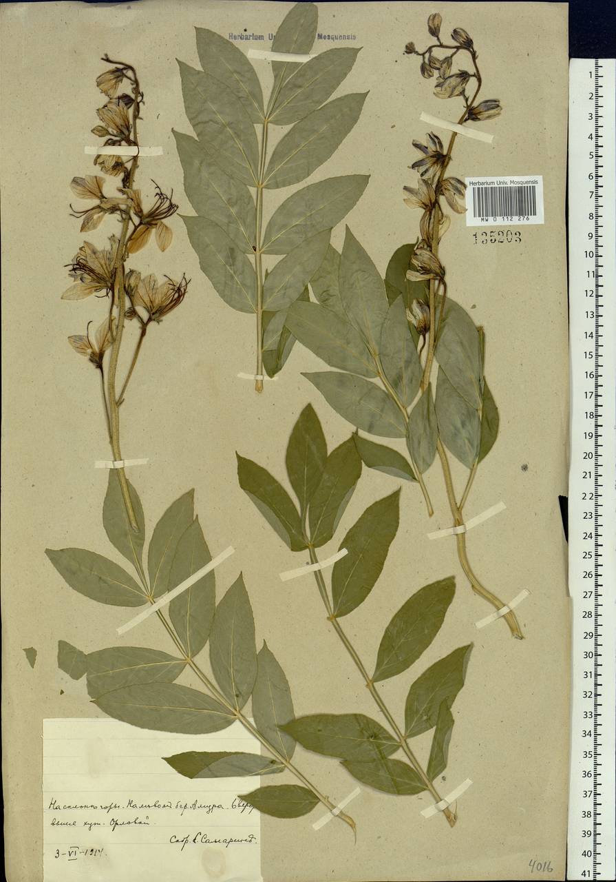 Dictamnus dasycarpus Turcz., Siberia, Russian Far East (S6) (Russia)