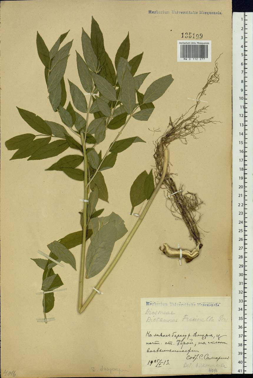 Dictamnus dasycarpus Turcz., Siberia, Russian Far East (S6) (Russia)