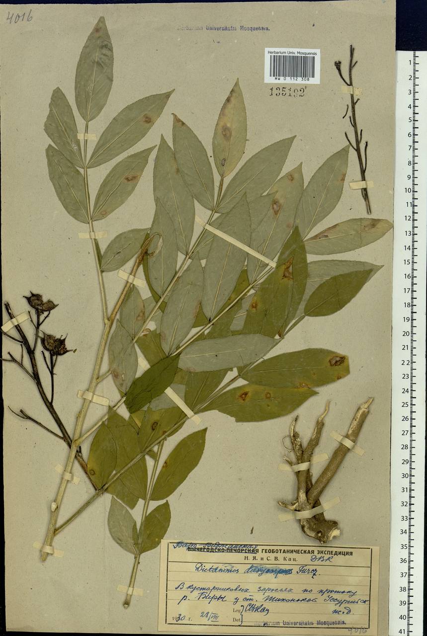 Dictamnus dasycarpus Turcz., Siberia, Russian Far East (S6) (Russia)