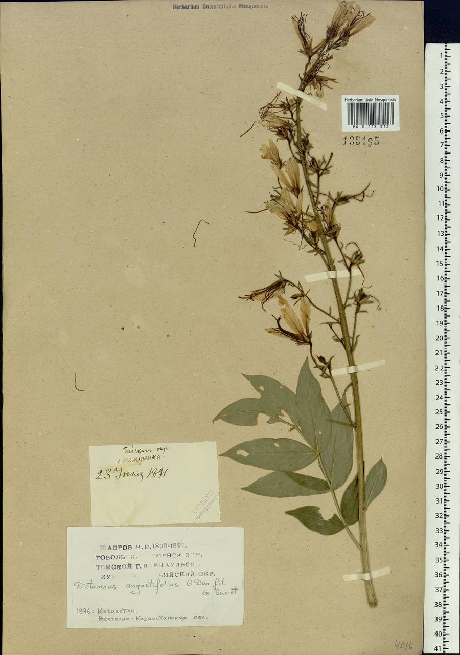 Dictamnus albus L., Siberia, Western (Kazakhstan) Altai Mountains (S2a) (Kazakhstan)