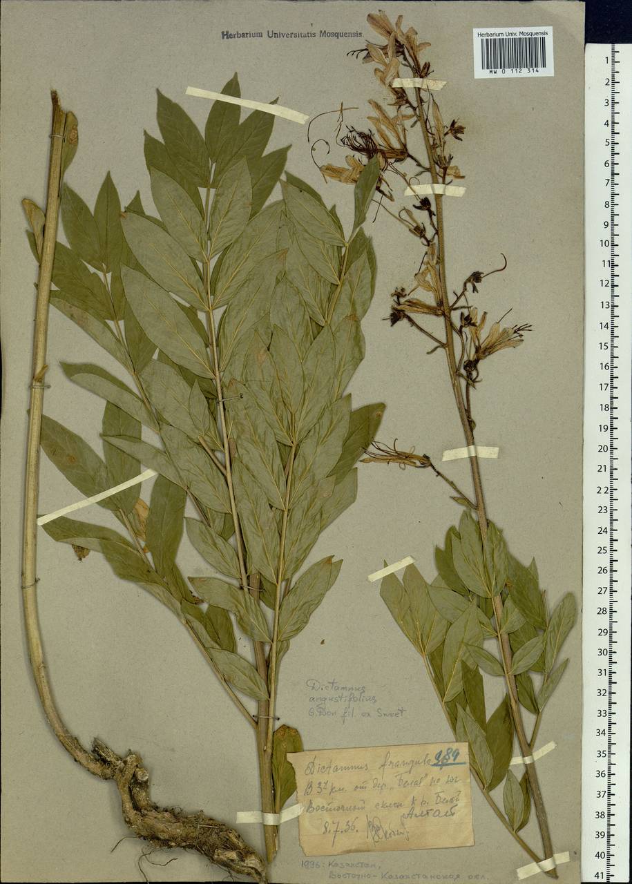 Dictamnus albus L., Siberia, Western (Kazakhstan) Altai Mountains (S2a) (Kazakhstan)