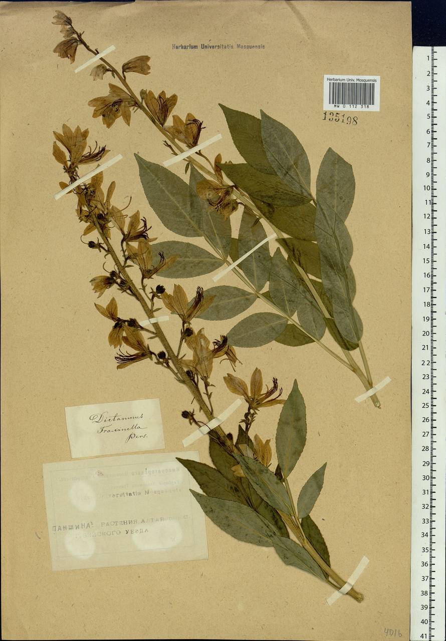 Dictamnus albus L., Siberia, Altai & Sayany Mountains (S2) (Russia)