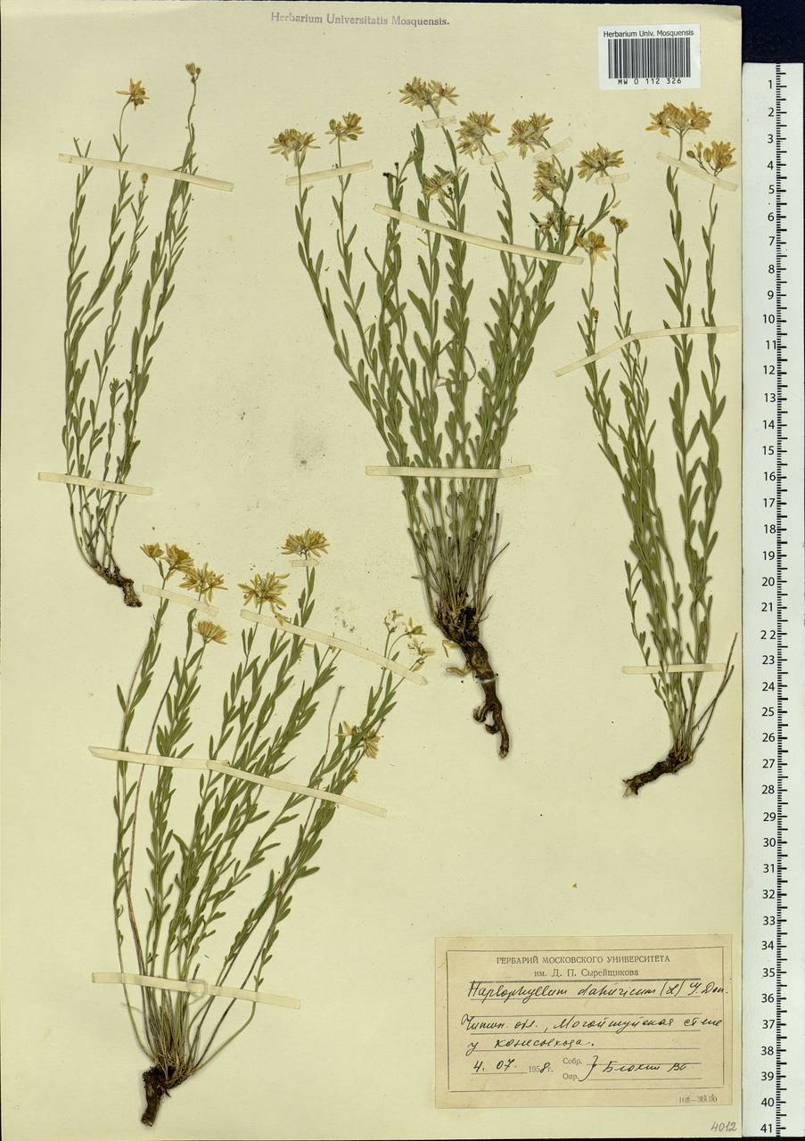 Haplophyllum dauricum (L.) G. Don, Siberia, Baikal & Transbaikal region (S4) (Russia)