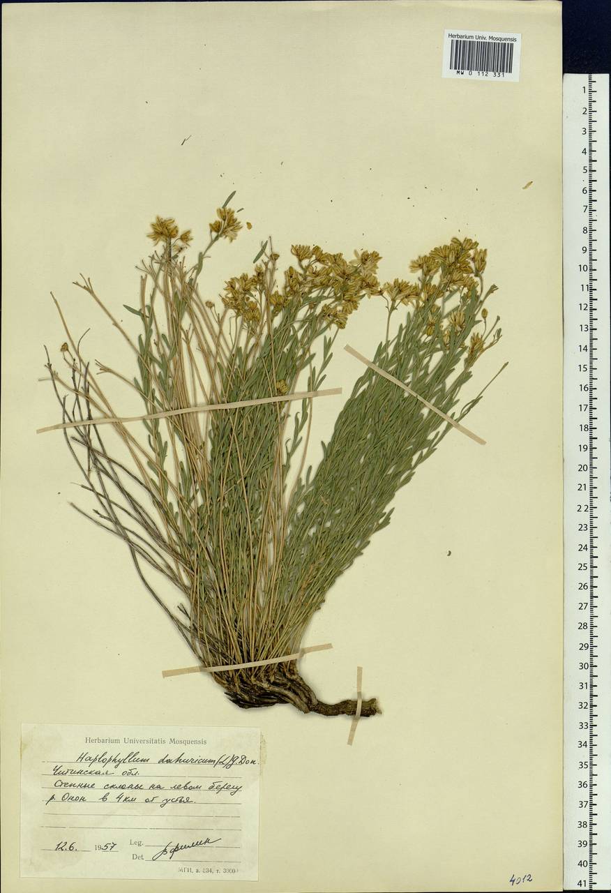 Haplophyllum dauricum (L.) G. Don, Siberia, Baikal & Transbaikal region (S4) (Russia)