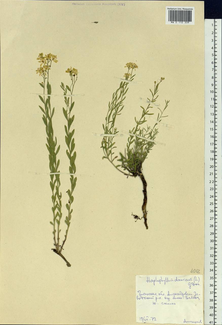 Haplophyllum dauricum (L.) G. Don, Siberia, Baikal & Transbaikal region (S4) (Russia)