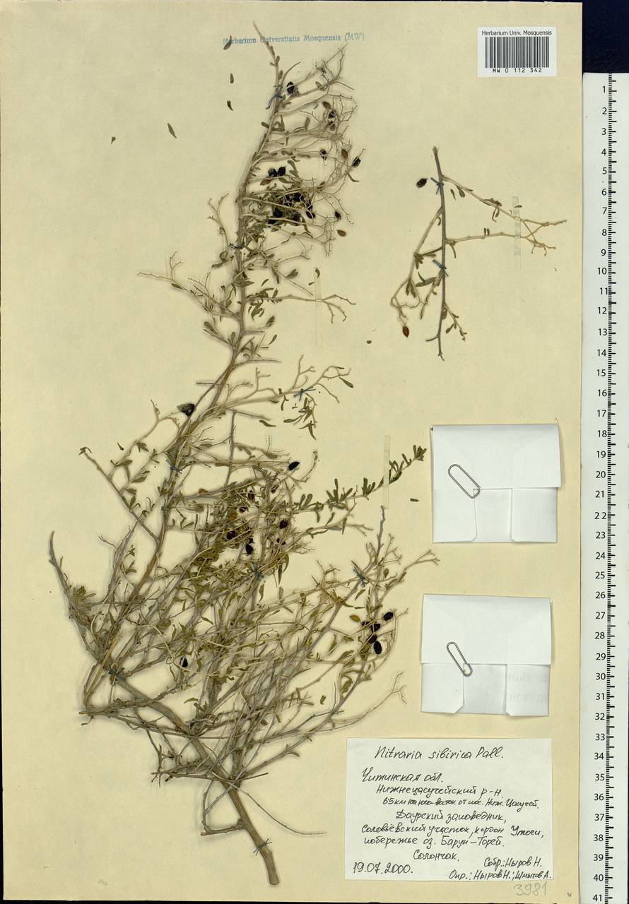Nitraria sibirica (DC.) Pall., Siberia, Baikal & Transbaikal region (S4) (Russia)