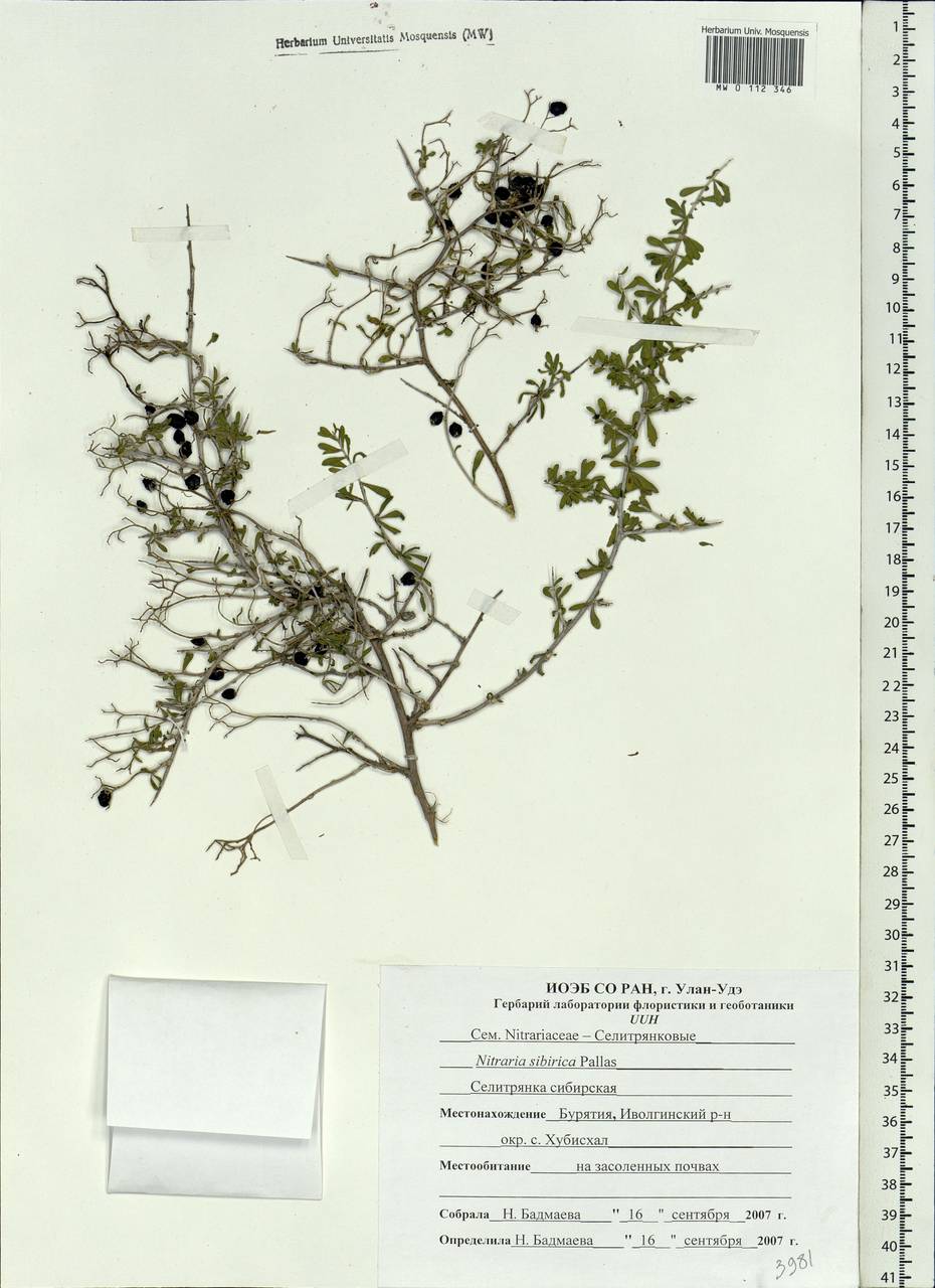 Nitraria sibirica (DC.) Pall., Siberia, Baikal & Transbaikal region (S4) (Russia)