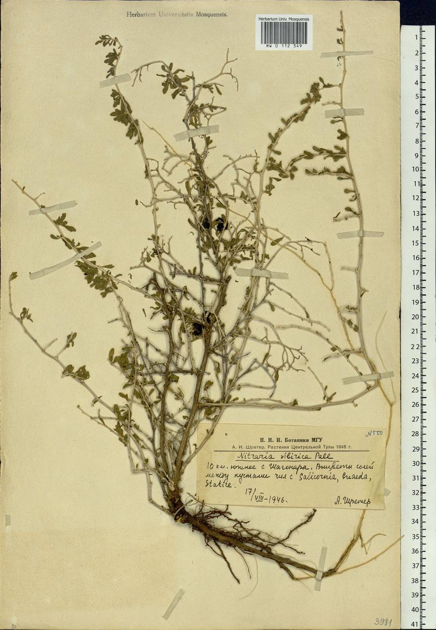 Nitraria sibirica (DC.) Pall., Siberia, Altai & Sayany Mountains (S2) (Russia)