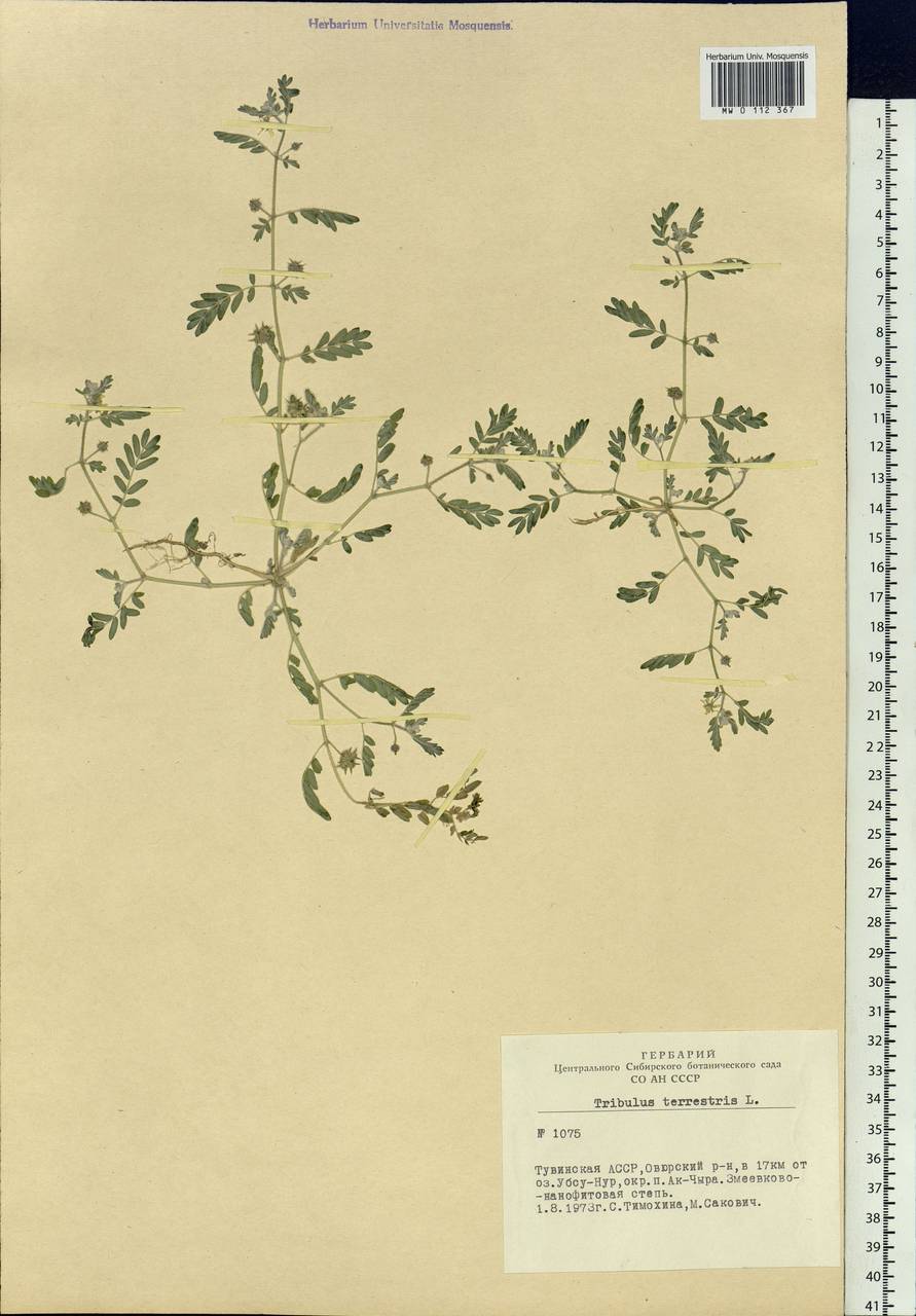 Tribulus terrestris L., Siberia, Altai & Sayany Mountains (S2) (Russia)