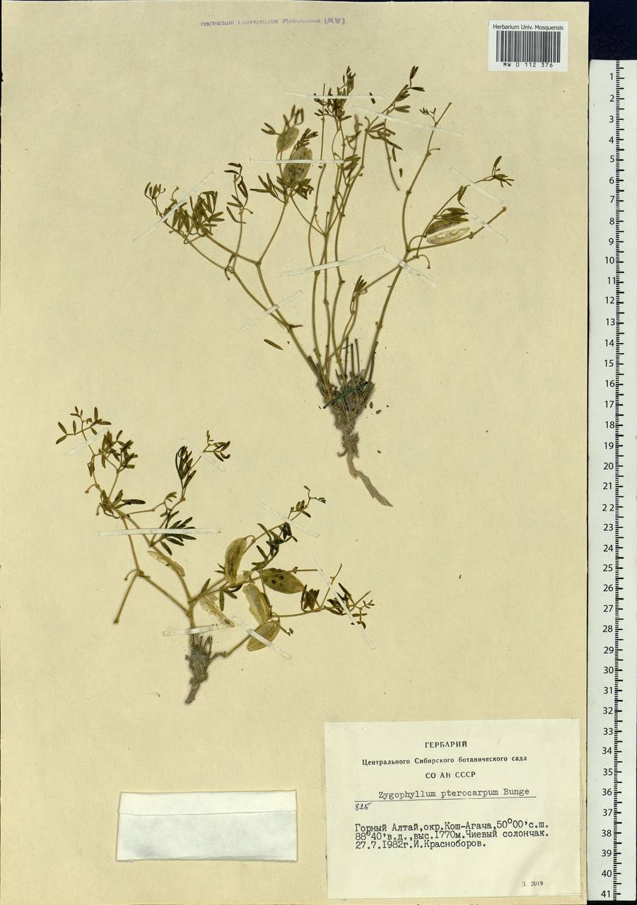 Zygophyllum pterocarpum Bunge, Siberia, Altai & Sayany Mountains (S2) (Russia)