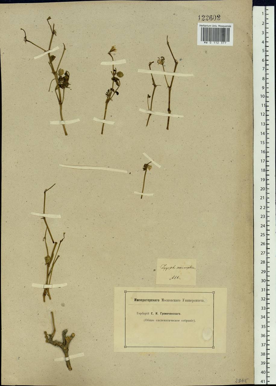 Zygophyllum pinnatum Cham. & Schltdl., Siberia, Altai & Sayany Mountains (S2) (Russia)