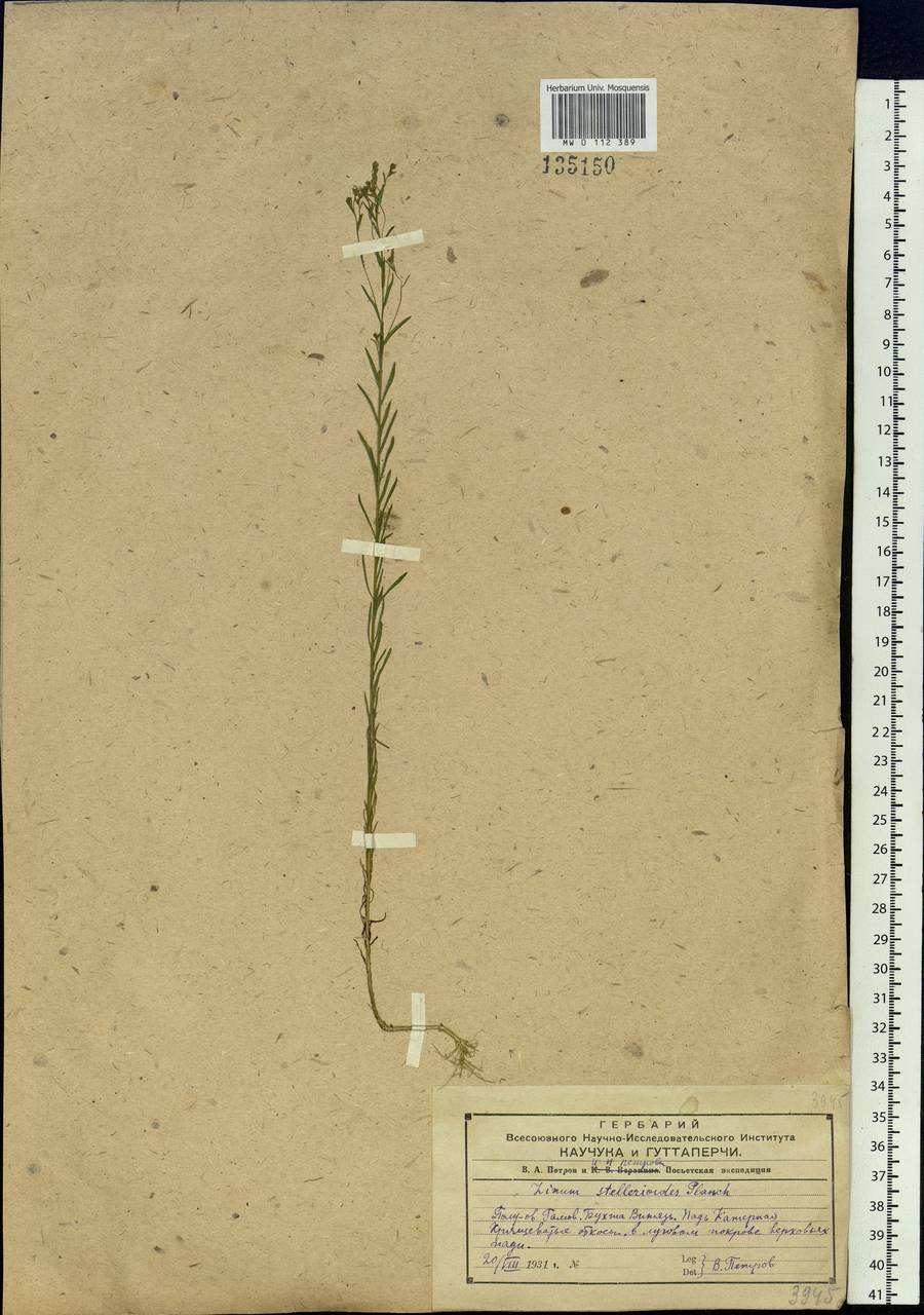Linum stelleroides Planch., Siberia, Russian Far East (S6) (Russia)
