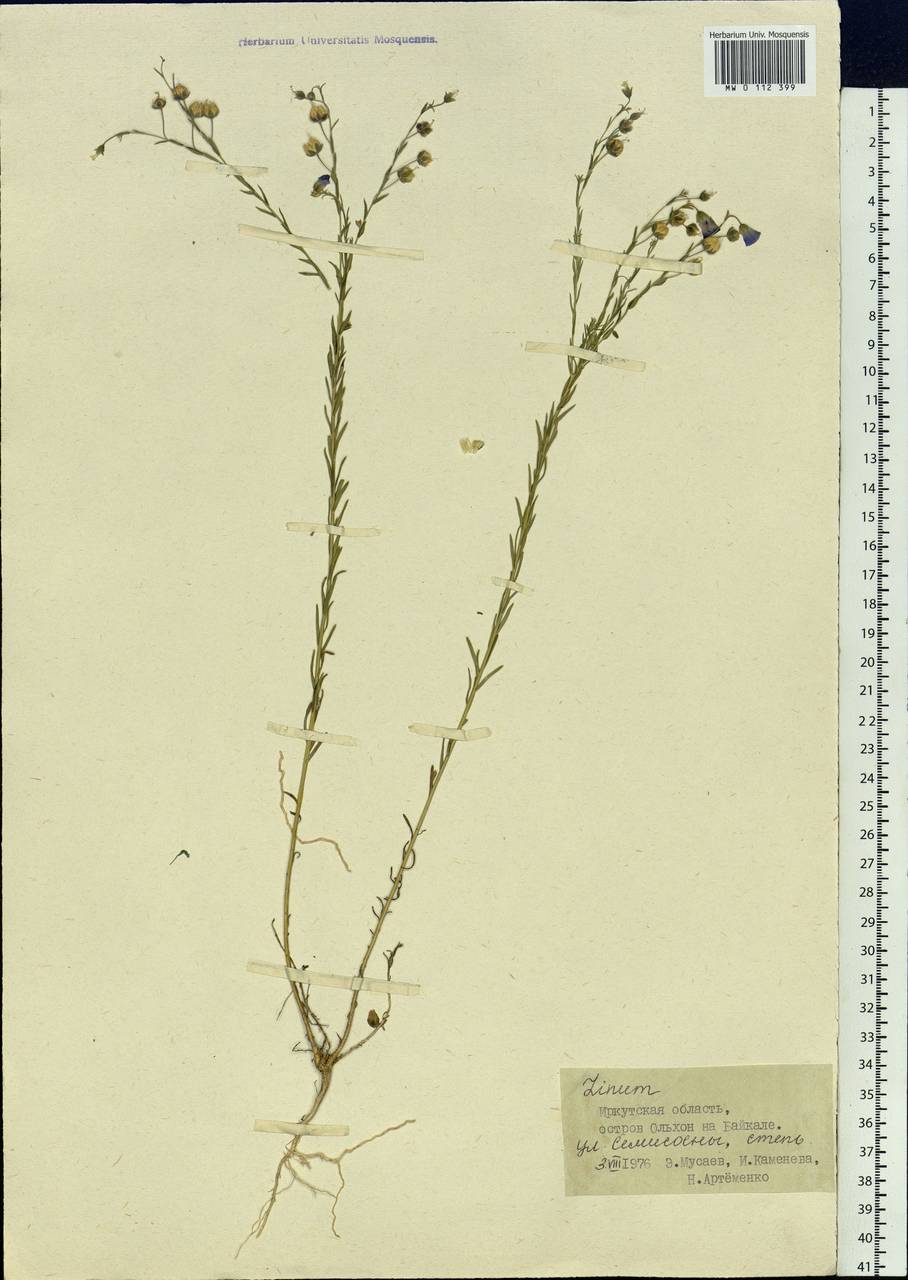 Linum perenne L., Siberia, Baikal & Transbaikal region (S4) (Russia)