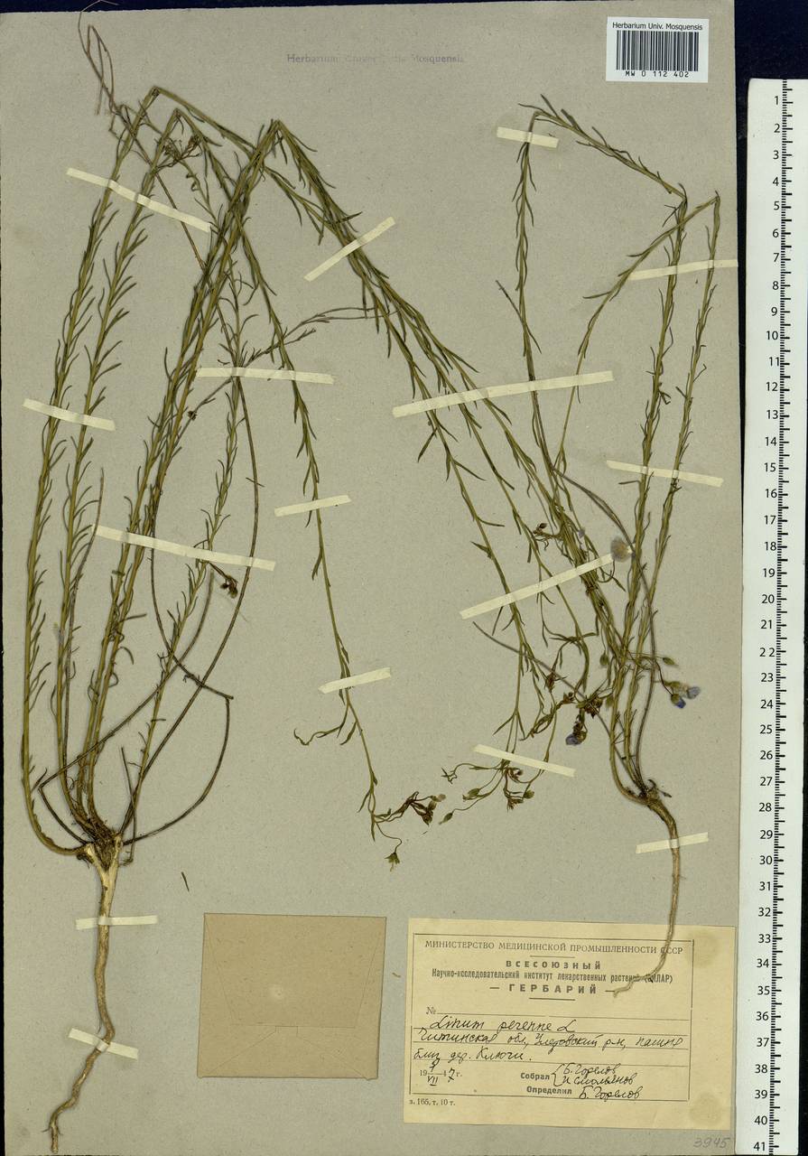 Linum perenne L., Siberia, Baikal & Transbaikal region (S4) (Russia)