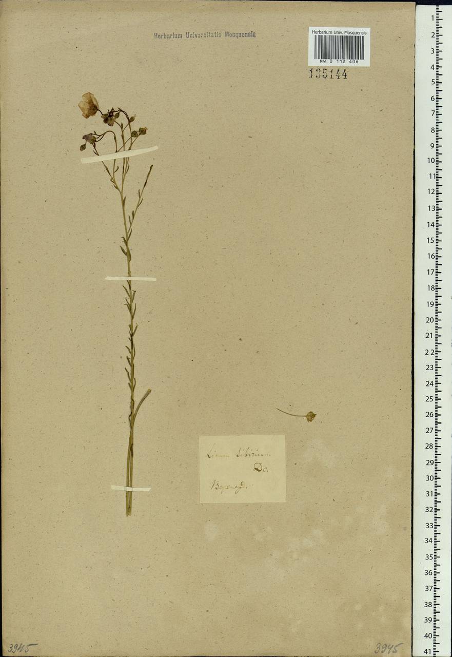 Linum perenne L., Siberia, Baikal & Transbaikal region (S4) (Russia)