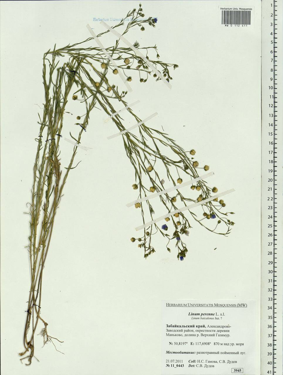 Linum perenne L., Siberia, Baikal & Transbaikal region (S4) (Russia)