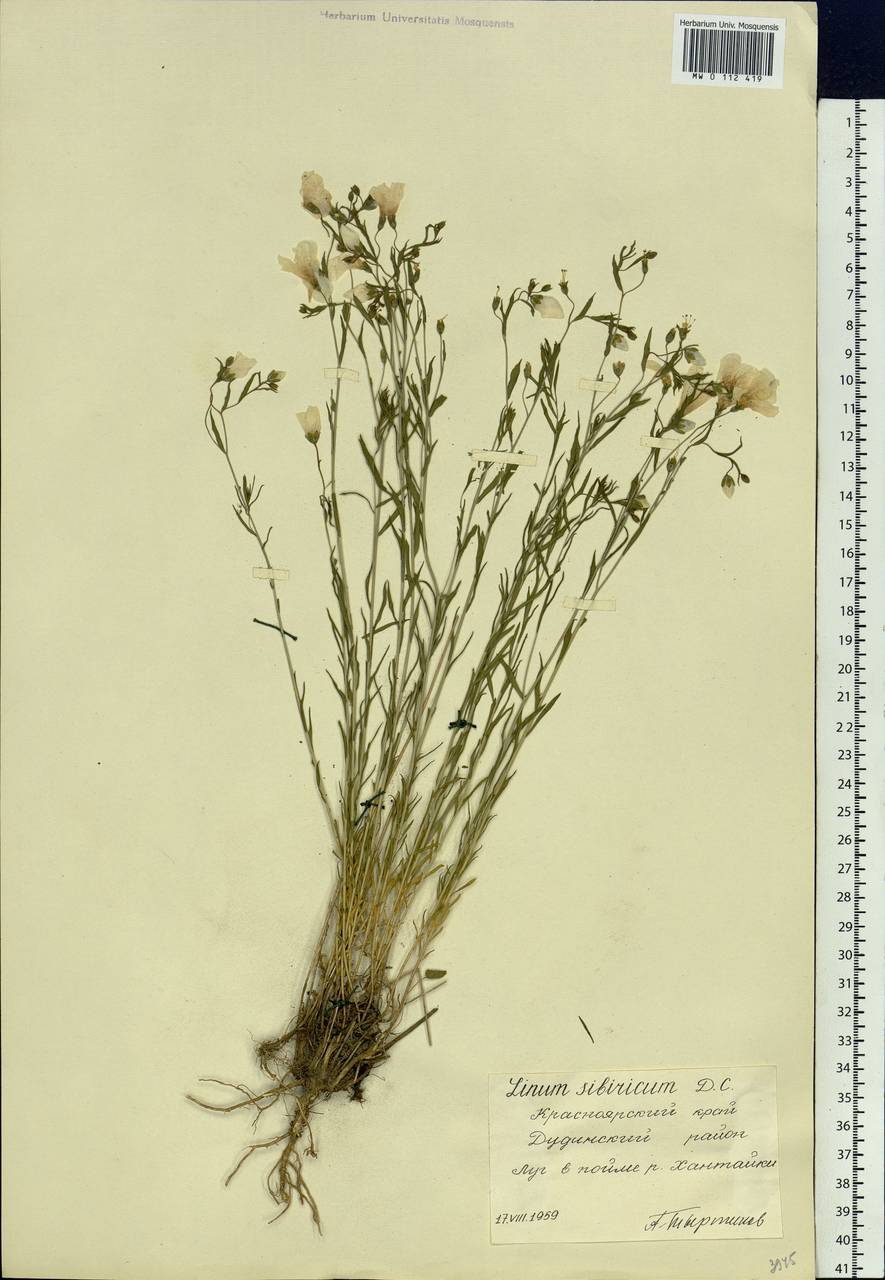 Linum perenne L., Siberia, Central Siberia (S3) (Russia)