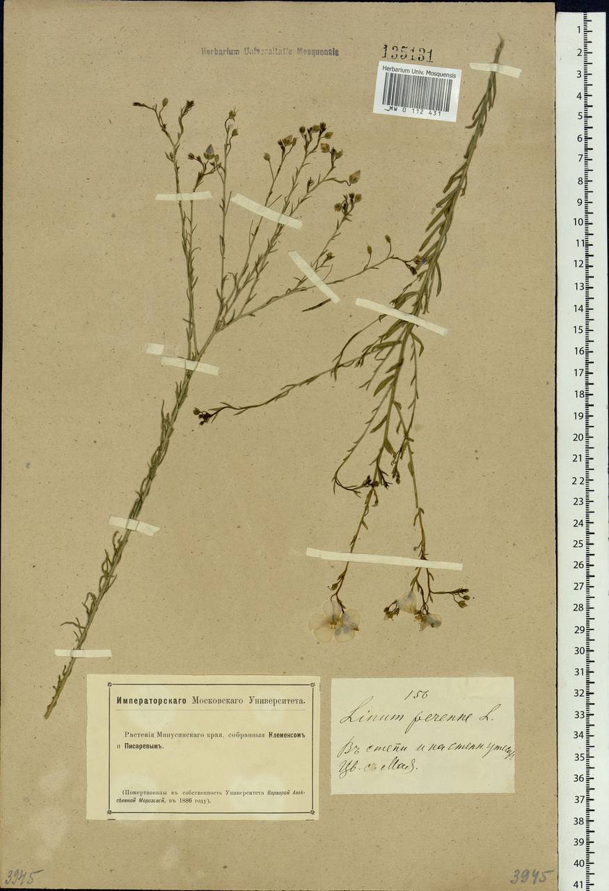 Linum perenne L., Siberia, Altai & Sayany Mountains (S2) (Russia)