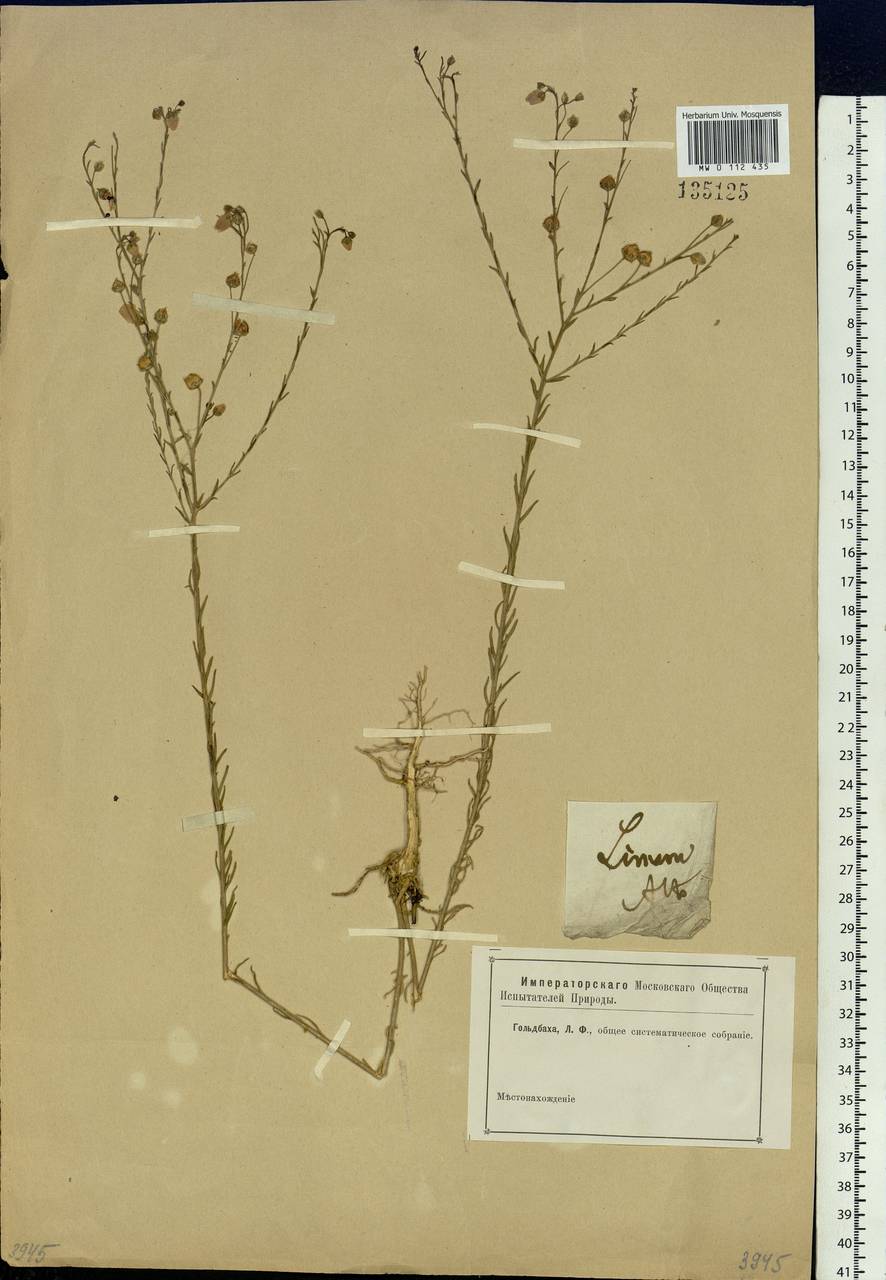 Linum perenne L., Siberia, Altai & Sayany Mountains (S2) (Russia)