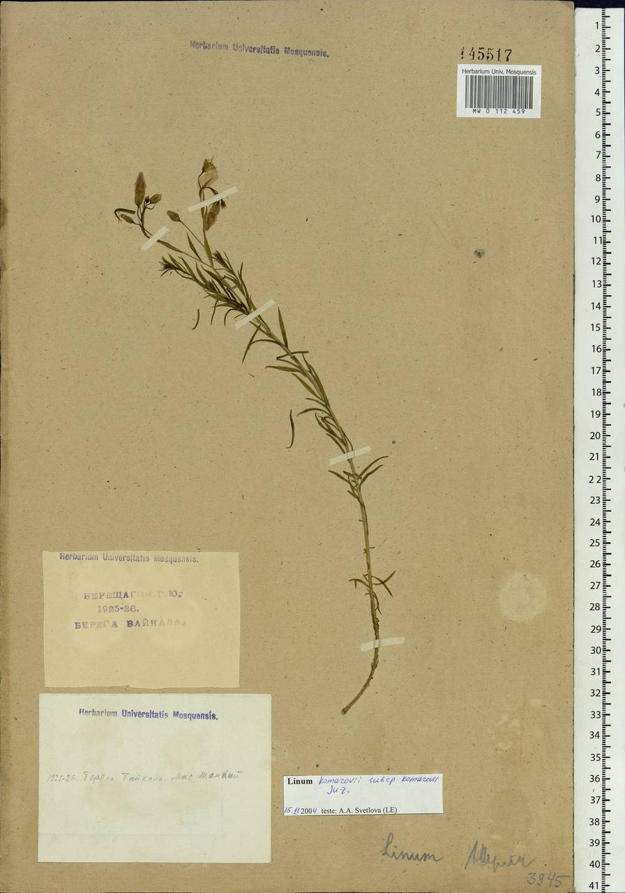 Linum komarovii Juz., Siberia, Baikal & Transbaikal region (S4) (Russia)