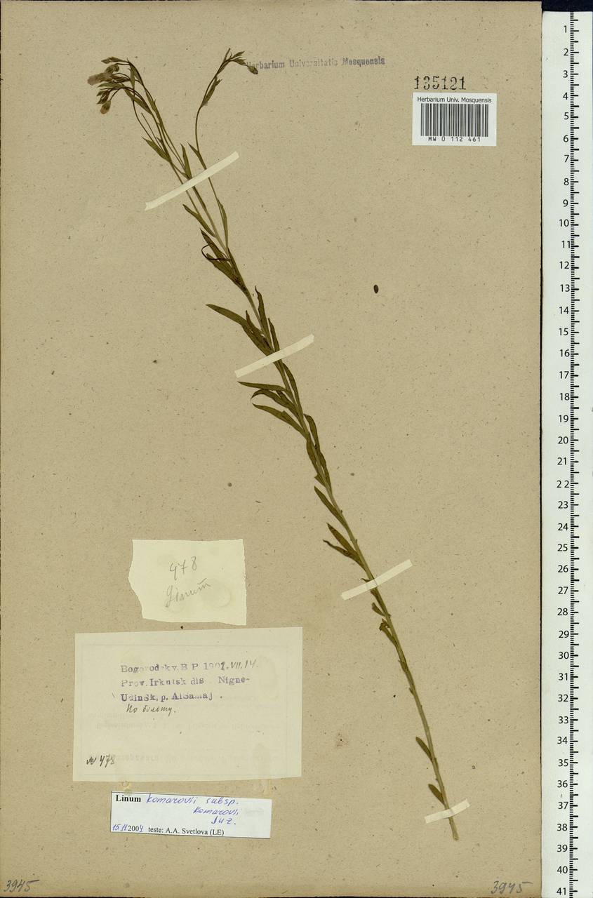 Linum komarovii Juz., Siberia, Baikal & Transbaikal region (S4) (Russia)