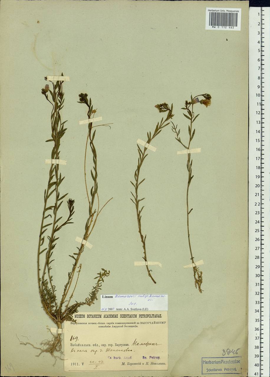 Linum komarovii Juz., Siberia, Baikal & Transbaikal region (S4) (Russia)